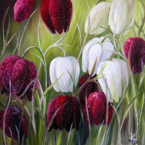 Šachmatinės margutės