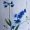 Mėlynos orchidėjos