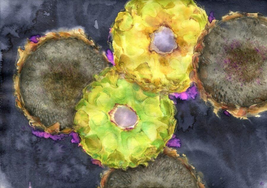 Penkios saulėgrąžos