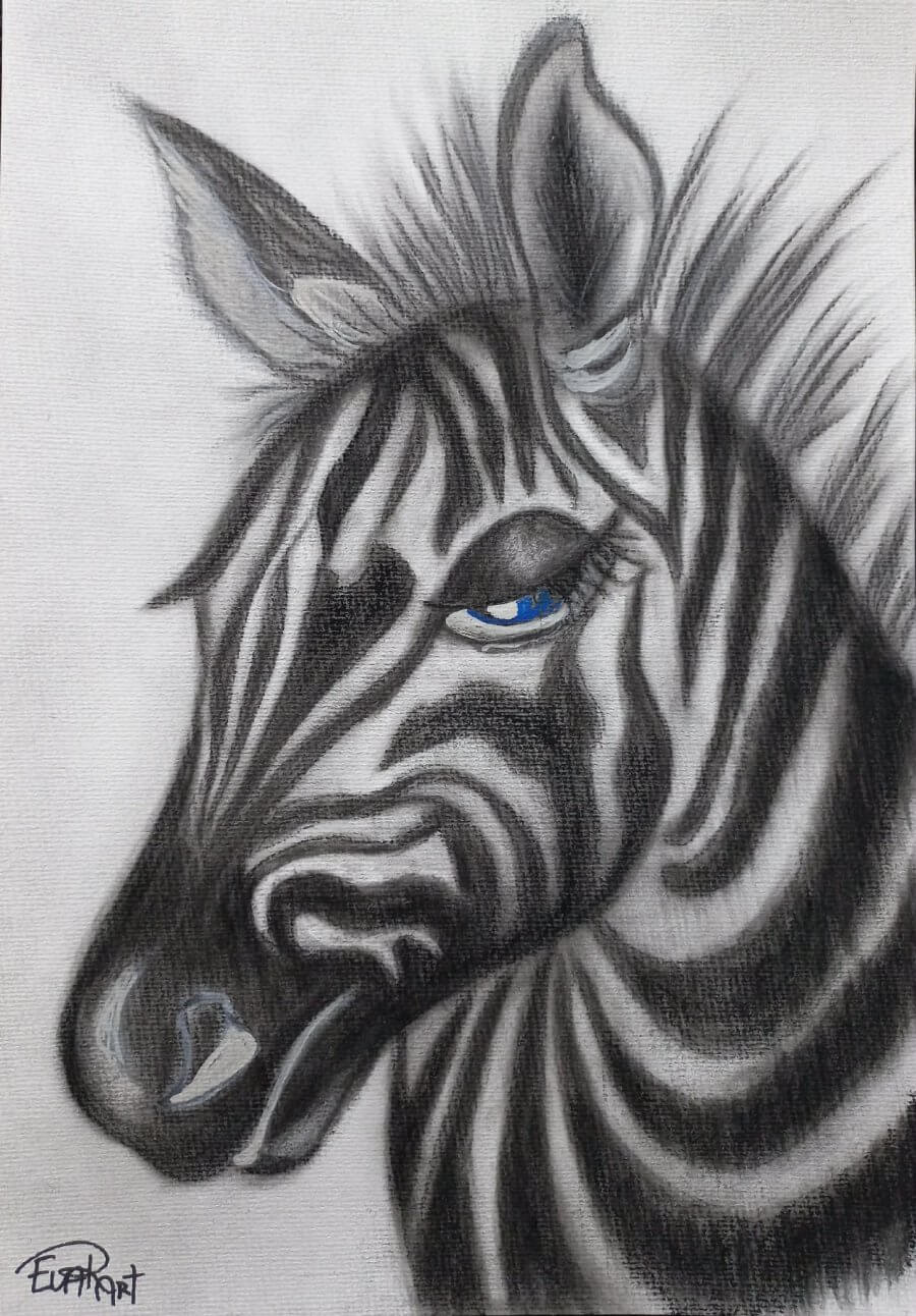 Zebras